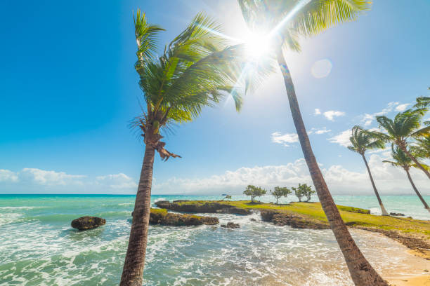 istock Palm trees and turquoise water in a tropical beach 2174430113