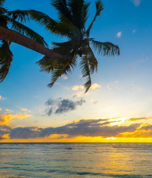 istock Palm trees in a tropical beach under a colorful sky 2174430882