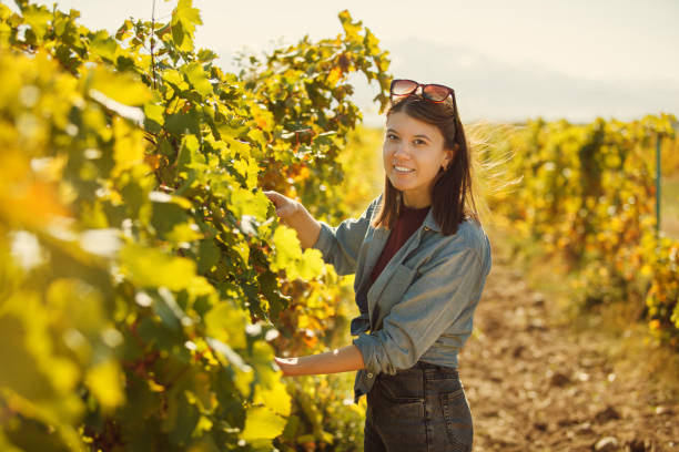 istock Woman Standing in Vineyard Picking Grapes for Wine Production 2174433059