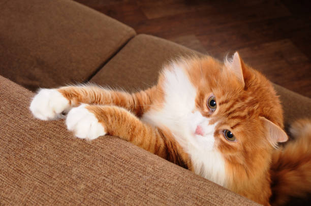 Frontal view of a domestic cat peacefully sleeping curled up on the sofa.