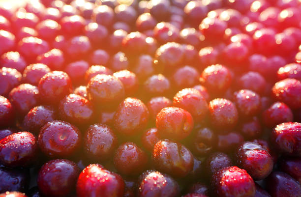Cherry with drops water, background, texture. Lots of cherries on sunset. Cherry background. Beautiful Red berries background. Delicious Cherry berry background. Bunch of red cherries in bright light