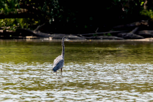 Back of a blue heron standing in the river fishing on a summer day in Illinois.