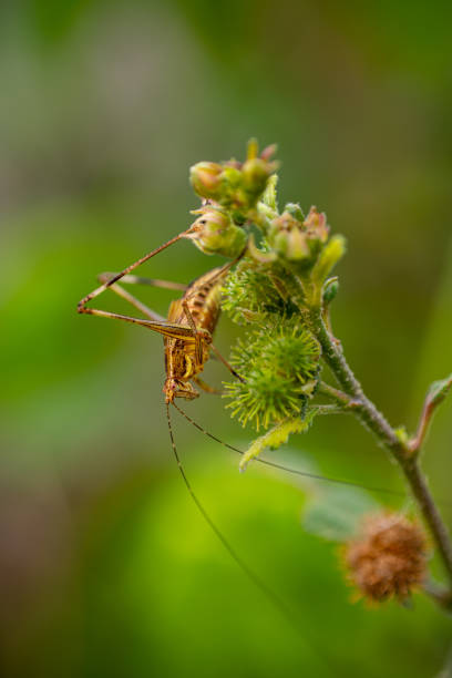 A cricket is perched on a green plant with budding flowers. The close-up shot highlights the insects details against a blurred background
