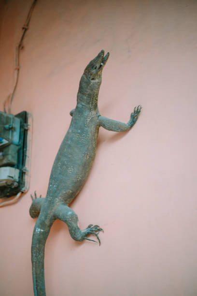 istock Decorative iguana, preserved with chemicals for an artistic home display. 2174442347