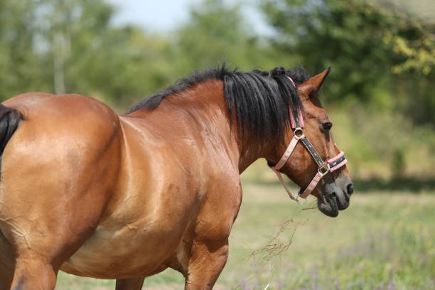 istock Bay posavina horse 2174442465