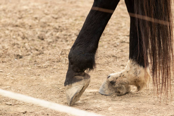 istock Horse resting leg detail 2174442622
