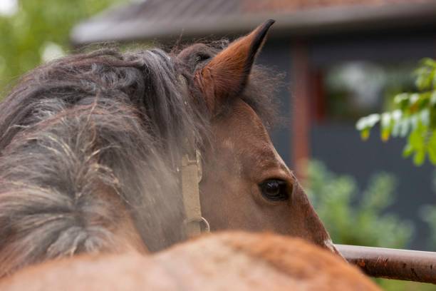 istock Horse looking back detail 2174442682