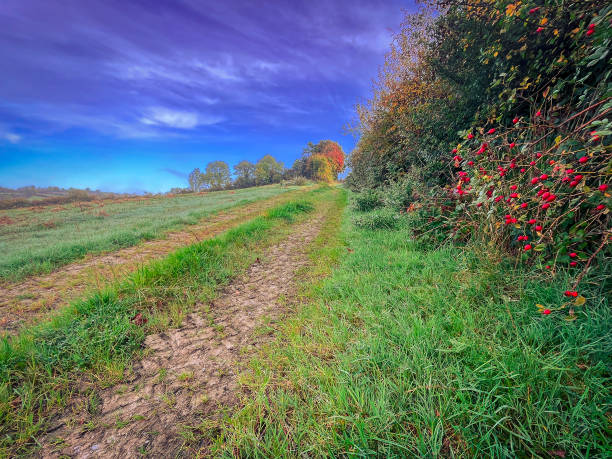 A peaceful countryside scene in County Cavan, featuring a dirt path surrounded by green grass, rose hip bushes, and trees showing early autumn colors. The sky has a gradient of blue and purple tones.