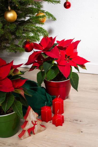 istock Bright red Poinsettia flowers under a decorated holiday tree 2174443872