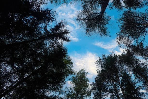 Forest trees on sunset sky background, view up. View up into trees direction sky from forest. Pine forest, view of sky clouds.  Green branches of pine trees Facing Towards Sky on bright sun light.