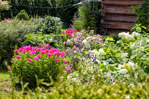 istock .different colorful flowers in the garden 2174445646