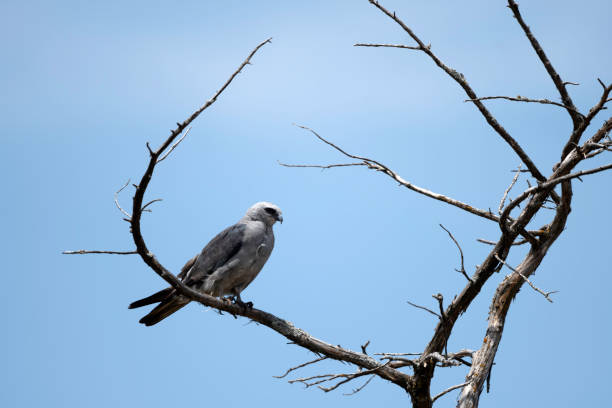 istock Mississippi Kite in a tree 2174448284