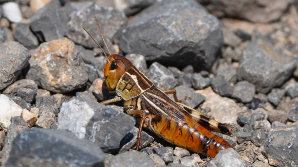 istock Close-up of a grasshopper om the ground. 2174449942