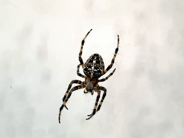 istock Araneus diadematus 2174450502