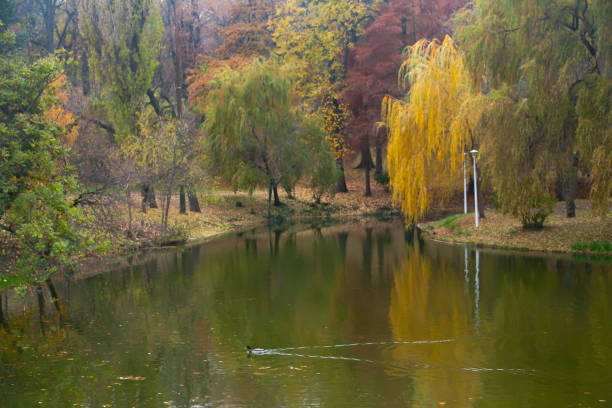 Autumn park with a lake and yellowing trees.