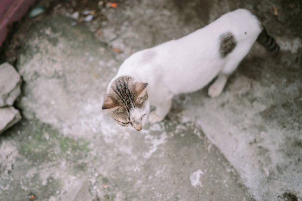 istock A sleek white cat with black markings strolling along a narrow alleyway, epitomizing grace and curiosity in an urban environment 2174452059