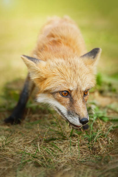 istock A close up of a Red Fox in the grass 2174452991