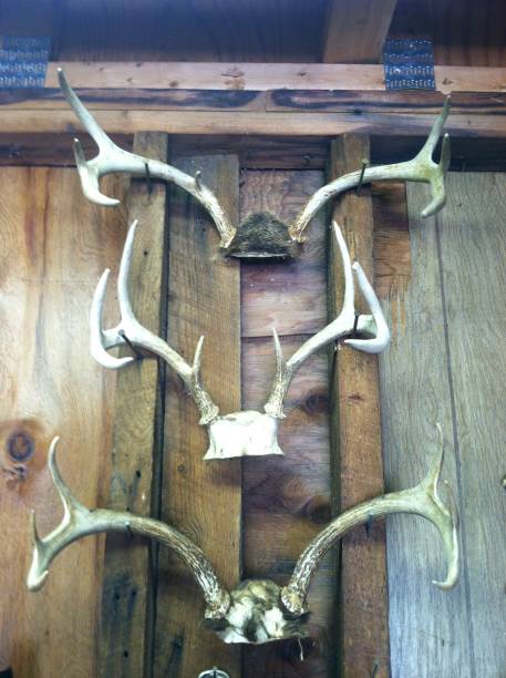 istock 3 sets of antlers on rustic wall 2174453755
