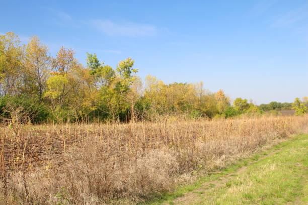 istock A dirt road with trees in the background 2174455108