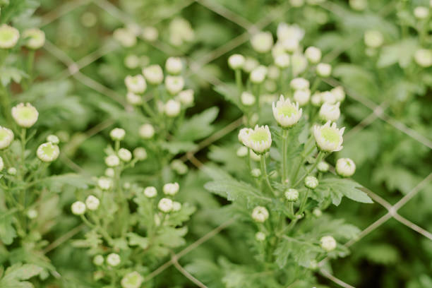 White chrysanthemums in various stages of bloom growing near chain-link fence, surrounded by lush green leaves and foliage, creating serene natural setting