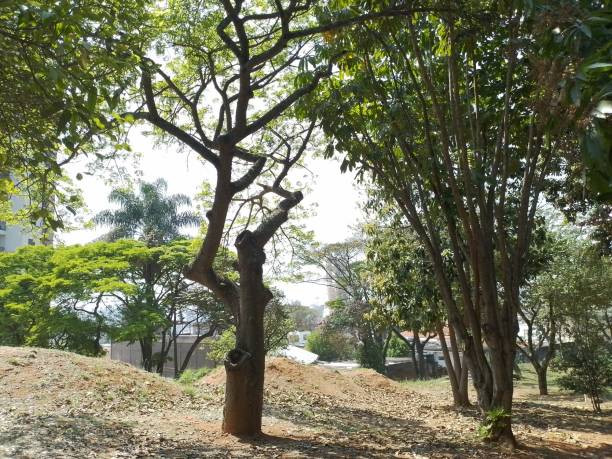istock Early spring on a clear and sunny day [ a panorama ] 2174456740