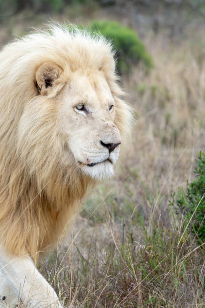 istock Male white lion in a South African Game Reserve. 2174458251