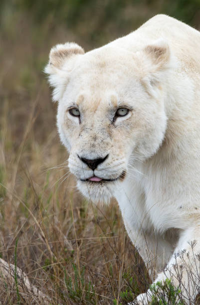 Female white lion (leucistic) in a South African Game Reserve, walking towards the camera.