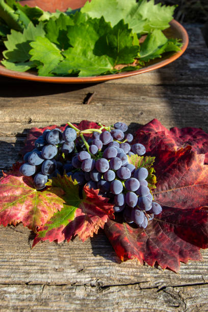 ripe dark grapes on beautiful leaves.