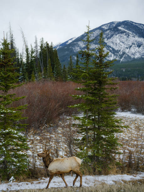 American Elk on pasture in Banff visible from the road during a trip to Canadian Rockies