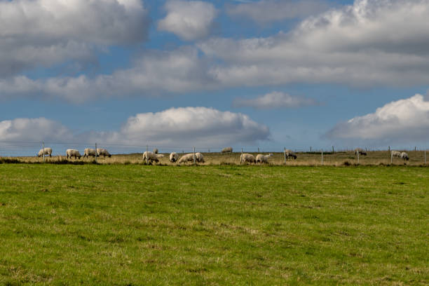 istock Sheep grazing in the South Downs, on a sunny September day 2174459649