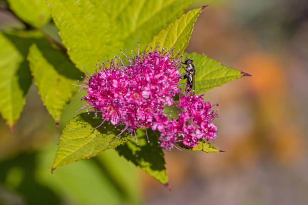 a blooming Spiraea japonica with an insect