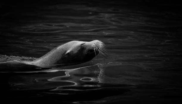 istock Sea-lion in water 2174463106