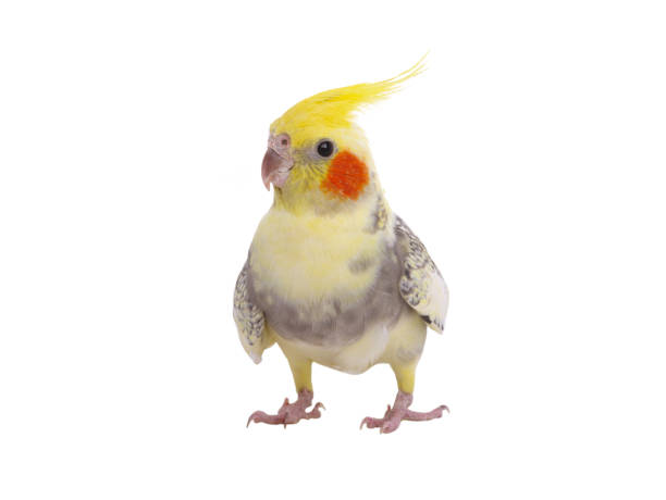 istock cockatiel  parrot isolated on a white background 2174463313