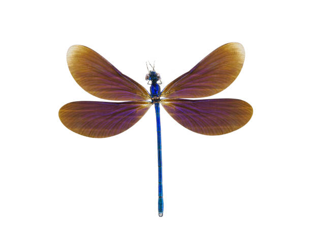 istock calopteryx virgo isolated on white background 2174463339