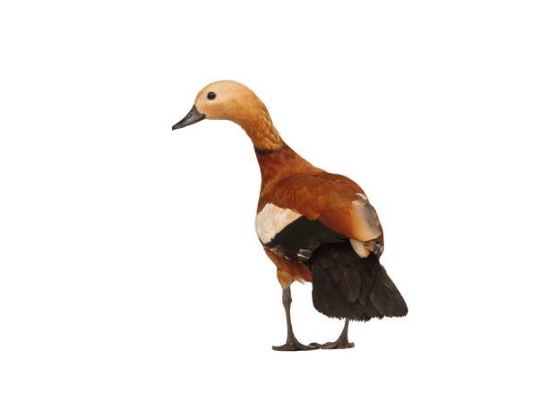 istock ruddy shelduck isolated on white background 2174463384