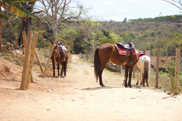 istock Three horses are standing on a dirt road, one of which has a red saddle 2174463496