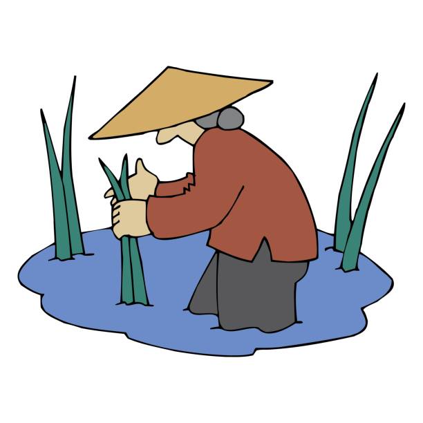 Farmer planting rice at ricefield vector illustration Farmer planting rice at ricefield vector design illustration rice4 stock illustrations