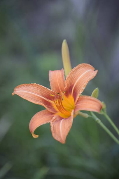 Flower of a Fire Lily (Lilium bulbiferum) Orange lily flowers in nature. Charming blooming tender lily flower - summer background for advertising and isolating. Flower of a Fire Lily (Lilium bulbiferum) red tiger lily stock pictures, royalty-free photos & images