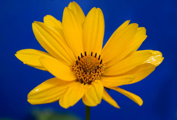 Close-up of a beautiful Echinacea flower.