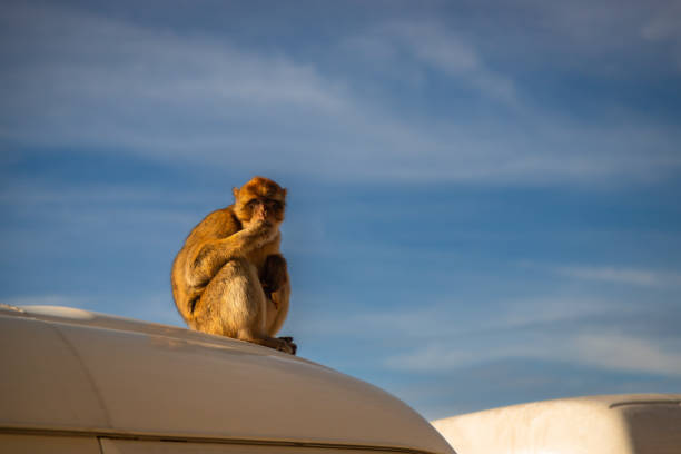 close of view of the gibraltar monkeys