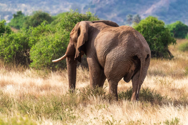 Family of elephants