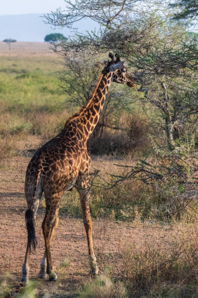 istock Masai Giraffe in the Serengeti 2174466311