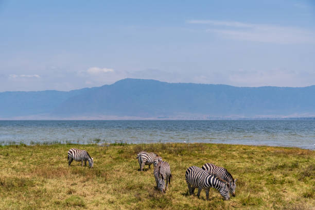istock Zebra in the Ngorogoro Crater 2174466347