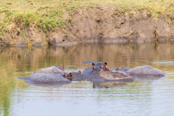 A group of hippopotamuses (Hippopotamus amphibius) resting in a river at Serengeti National Park.