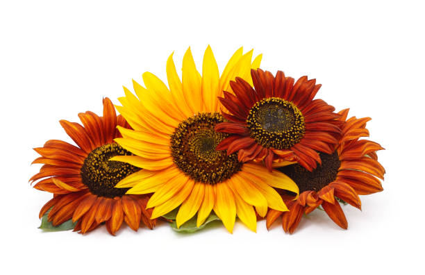 A group of decorative sunflowers isolated on a white background.