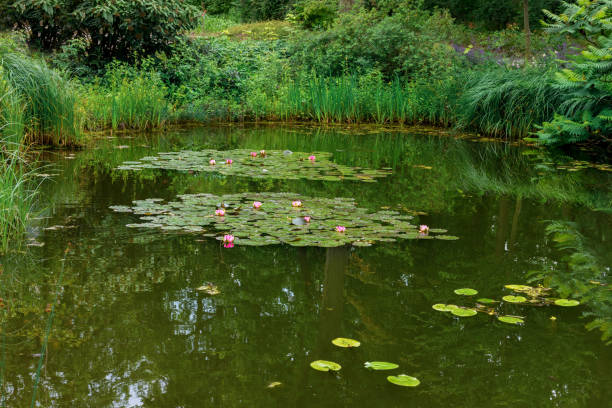 istock Decorative pond with water lilies 2174468082