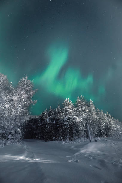 istock Snowy arctic forest underneath northern lights in Rovaniemi, Lapland 2174468342