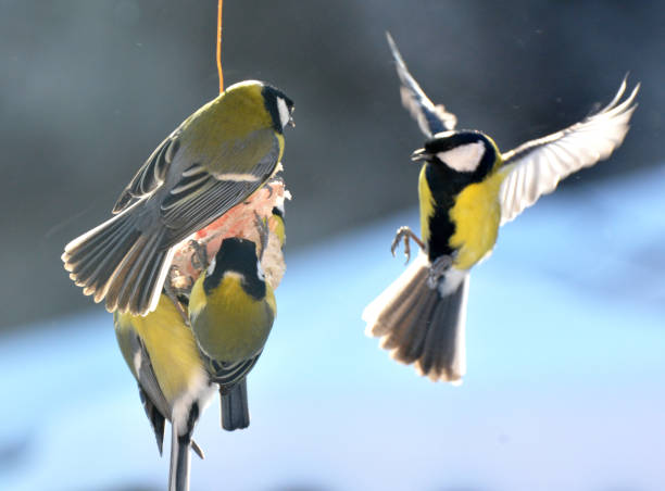 istock In winter, the tit eats lard 2174469966