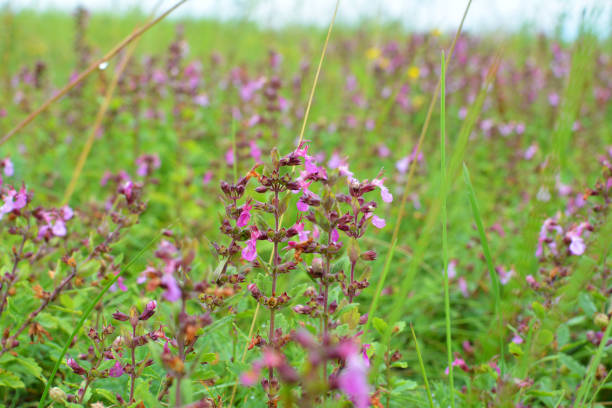 In summer, Teucrium chamaedrys grows in the wild among grasses