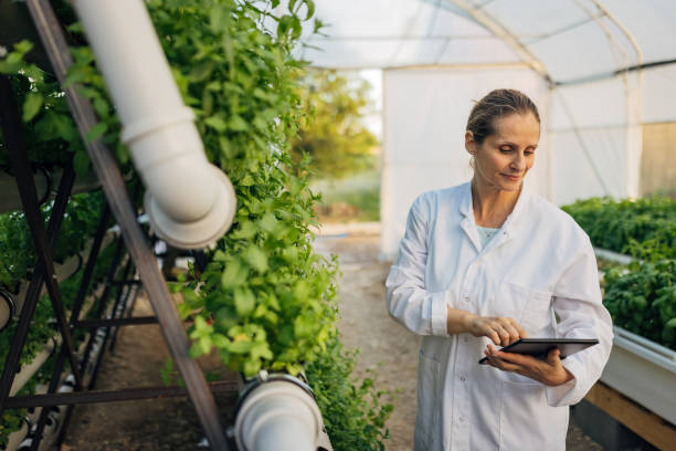 istock Hydroponic greenhouse technologist examines mint plants in a greenhouse. She uses a digital tablet while examining the greenhouse 2174470300